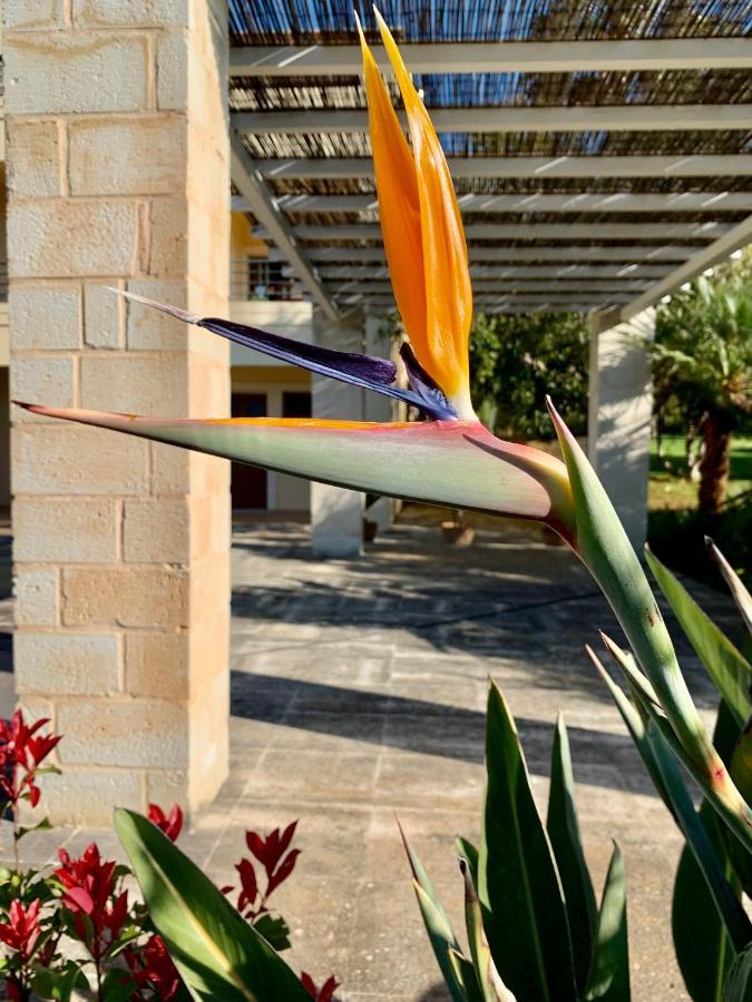 Aggelos And Thisbe Chania Suburbs Sea View Guest House מראה חיצוני תמונה